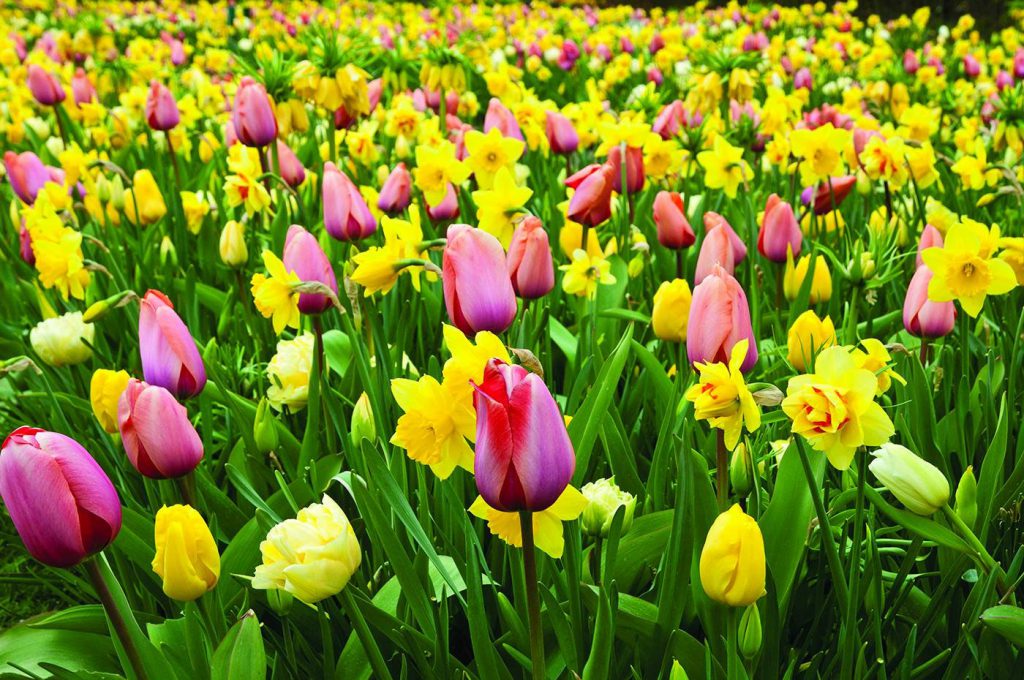 Holland Design & Gifts